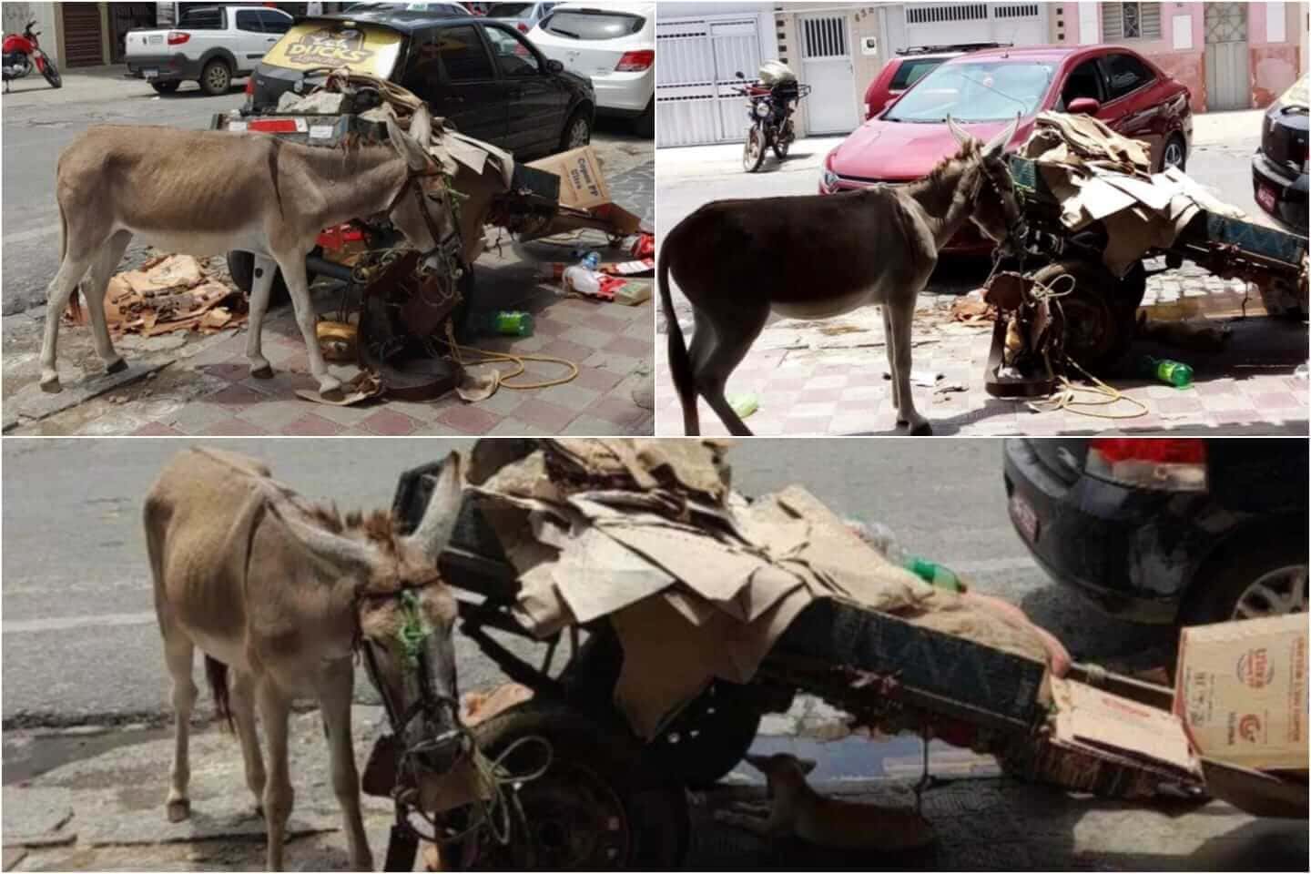 Internautas denunciam abandono de animal e carroça em plena via pública no Centro de Patos
