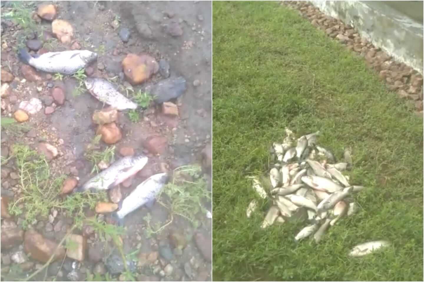 Chuvas na região de Patos provocam cheias em riachos e agricultor comemora após pegar peixe com as mãos. Veja as imagens