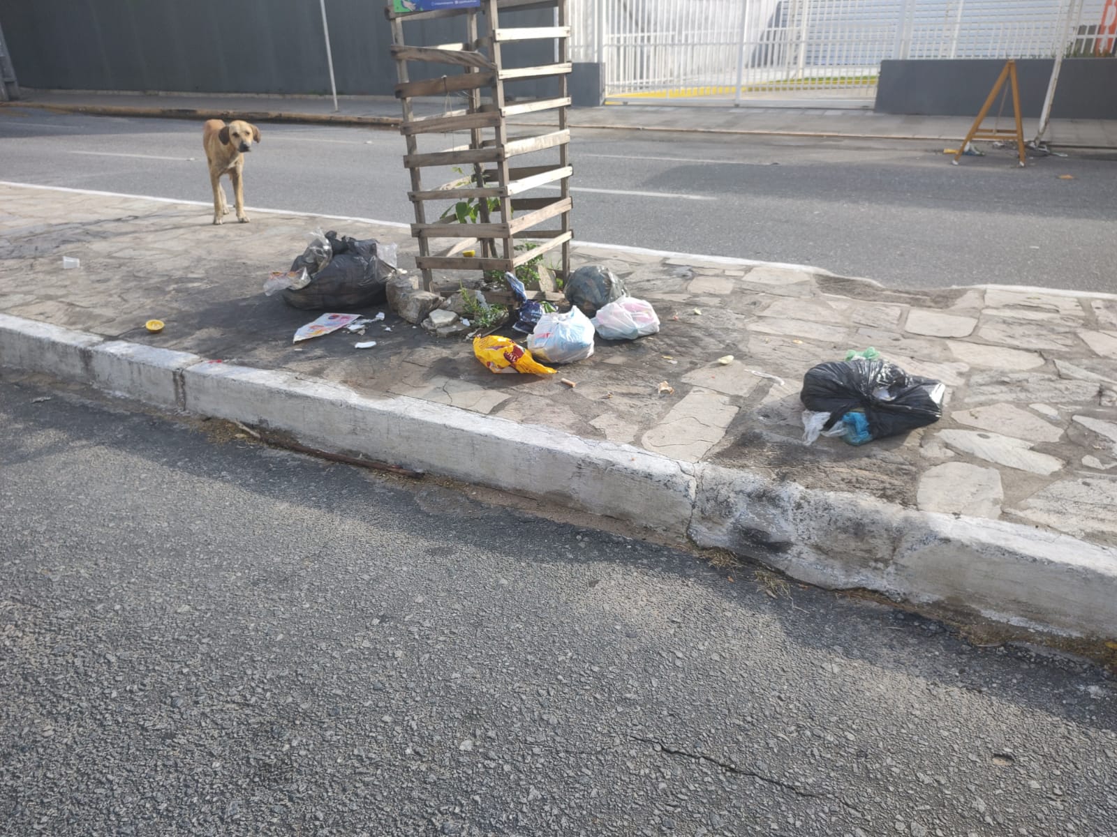 Internauta cobra notificação de comerciantes da Rua Horácio Nóbrega e de proprietários de animais do conjunto Geraldo Carvalho