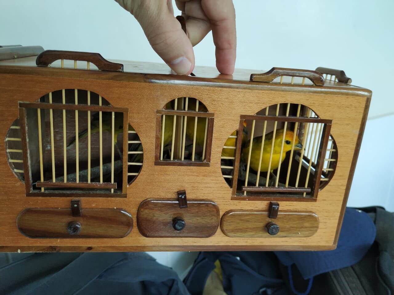 PRF apreende dez animais silvestres em abordagem na cidade de Junco do Seridó, próximo ao município de Patos