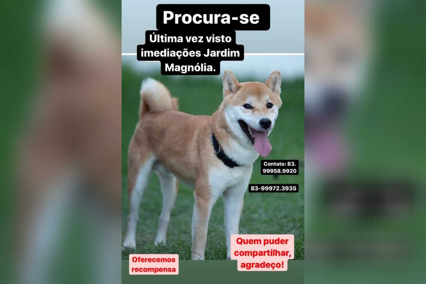 Cão da raça Shiba está desaparecido e donos pedem ajuda para reencontra-lo; Veja como ajudar
