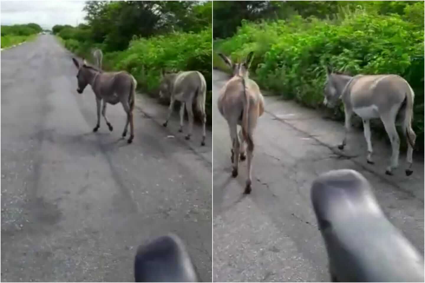 Internauta faz registro de animais soltos na PB-262, entre Patos e São José do Bonfim, e pede providências urgentes das autoridades