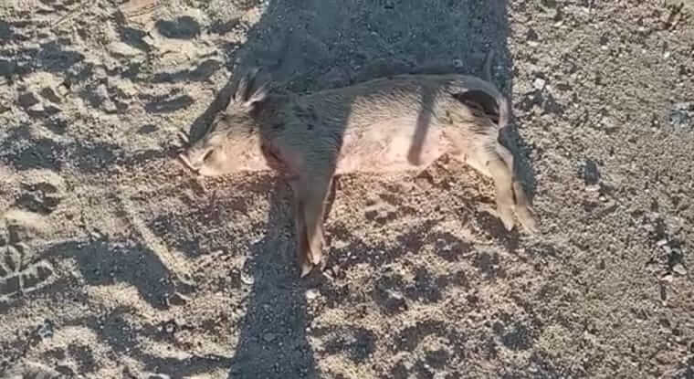 Cães de rua atacam e matam filhote de porco no bairro do Jatobá, em Patos. Vídeo