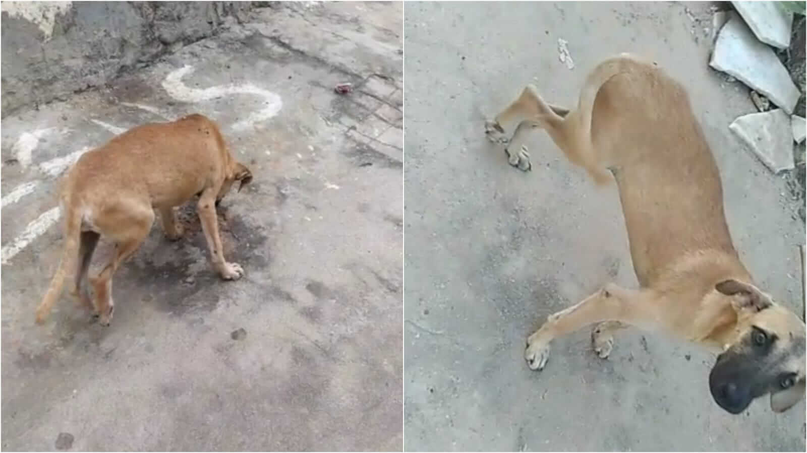 Mulher faz apelo por ajuda para cão que está com pata quebrada: “não consegue nem pisar”