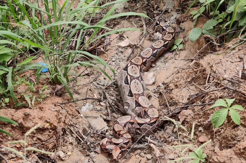 Moradores encontram jiboia de 2,5 metros em Itaporanga