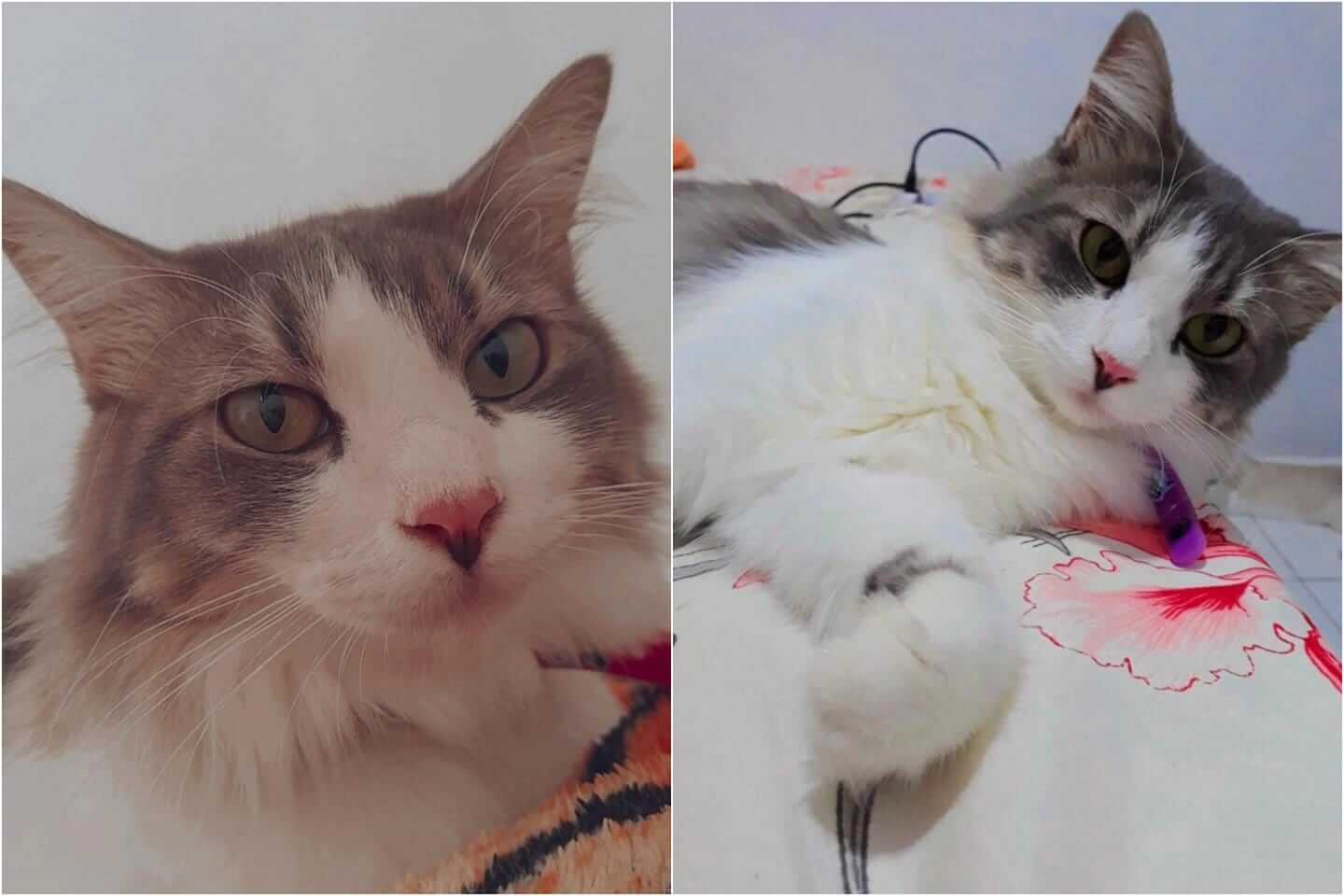 Jovem faz apelo ao Patosonline para encontrar gata desaparecida em Patos