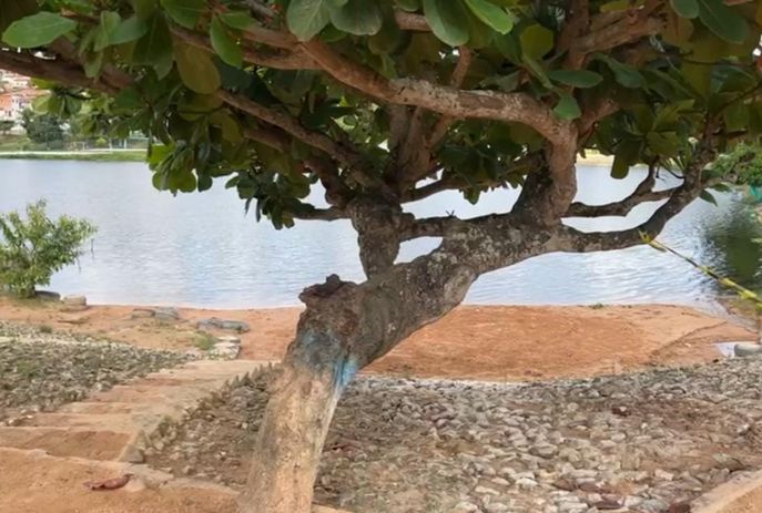 Cabeça de mulher é encontrada decapitada em tronco de árvore na Paraíba