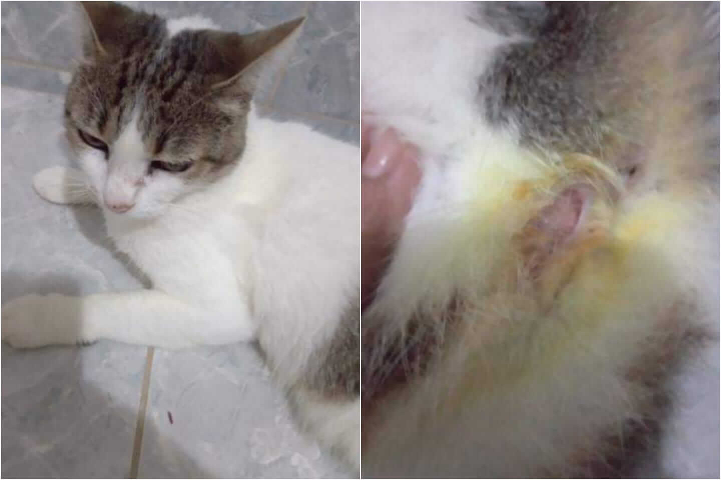 Internauta procura Patosonline e relata demora no atendimento a seu animal de estimação, no Hospital Veterinário: 