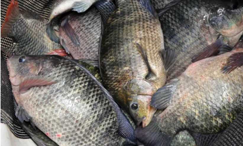Prefeituras da região de Patos começam a distribuição de peixes na Semana Santa com seus munícipes. Veja quais são