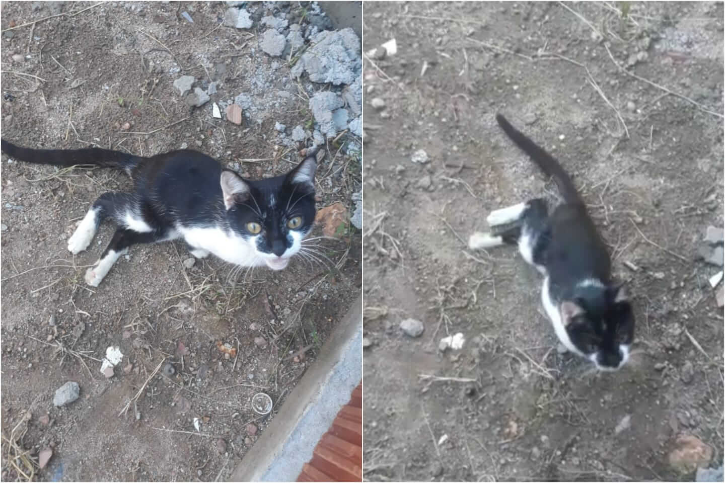 Internauta procura Patosonline e pede ajuda para gato que foi atacado por cães de rua e está com movimentos comprometidos. Veja como contribuir