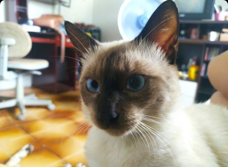 Jovem faz apelo ao Patosonline para encontrar gato que está desaparecido há três dias em Patos. Veja