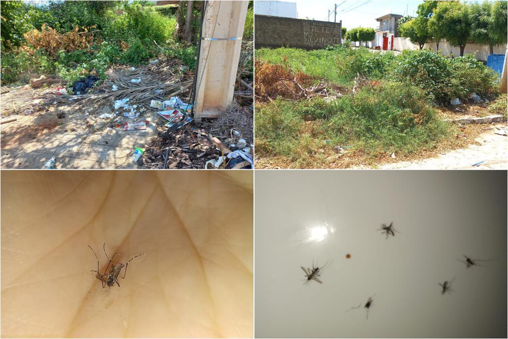 Internauta procura Patosonline e denuncia que terrenos baldios estão servindo como foco de mosquito da dengue no bairro do Salgadinho, em Patos