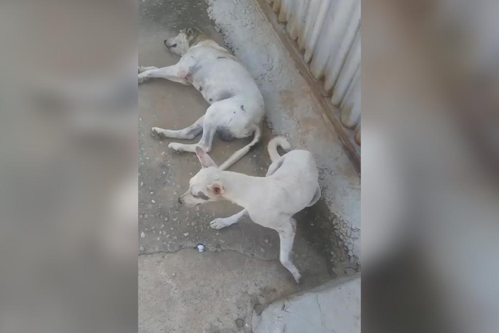 Moradora do Vila Teimosa, em Patos, faz apelo à prefeitura para resolver problema de grande quantidade de cães na rua