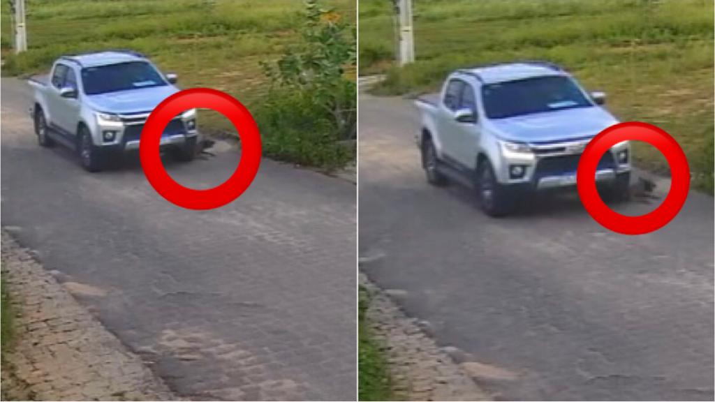 Câmeras de segurança flagram motorista atropelando cão de rua e fugindo sem prestar socorro. Vídeo