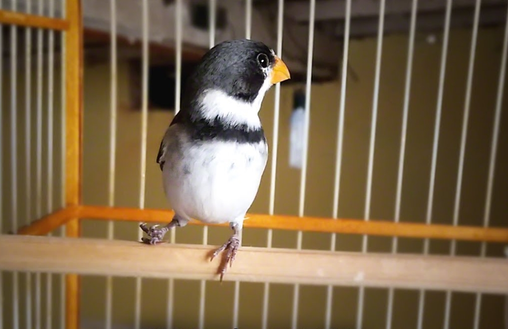 Defensoria recorre ao STJ e suspende ação penal contra homem que criava um pássaro 