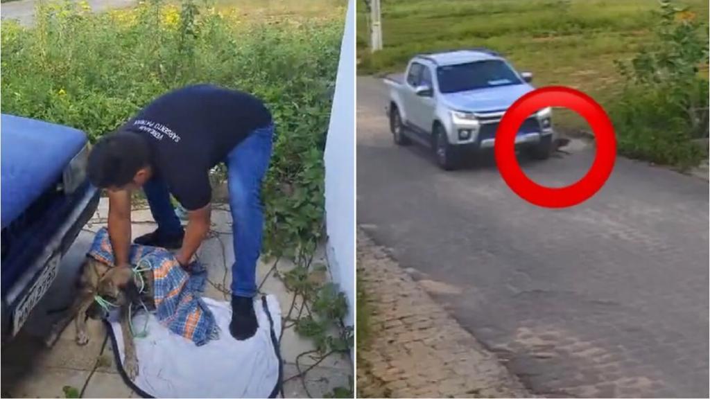 Após reportagem do Patosonline, Vereador Sargento Patrian realiza resgate de cão de rua atropelado por motorista que fugiu sem prestar socorro. Vídeo