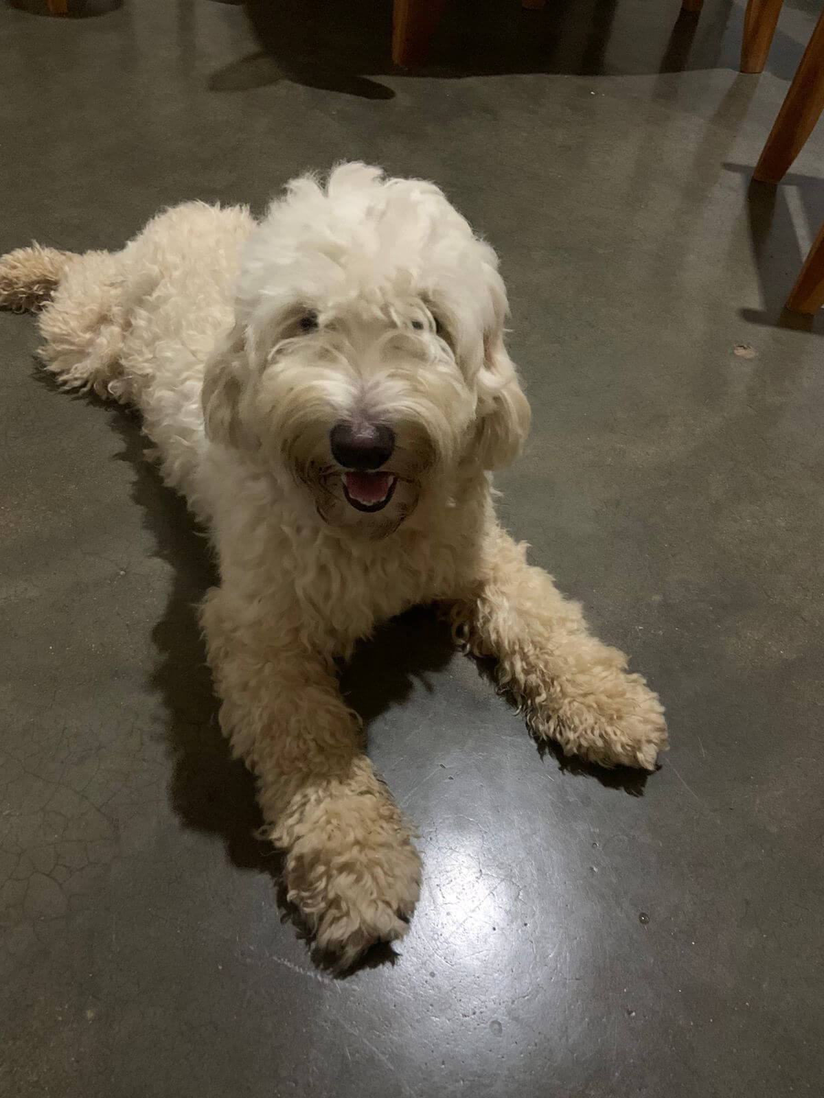 Internauta encontra cachorro perdido no bairro do Jatobá e tenta localizar dono. Veja