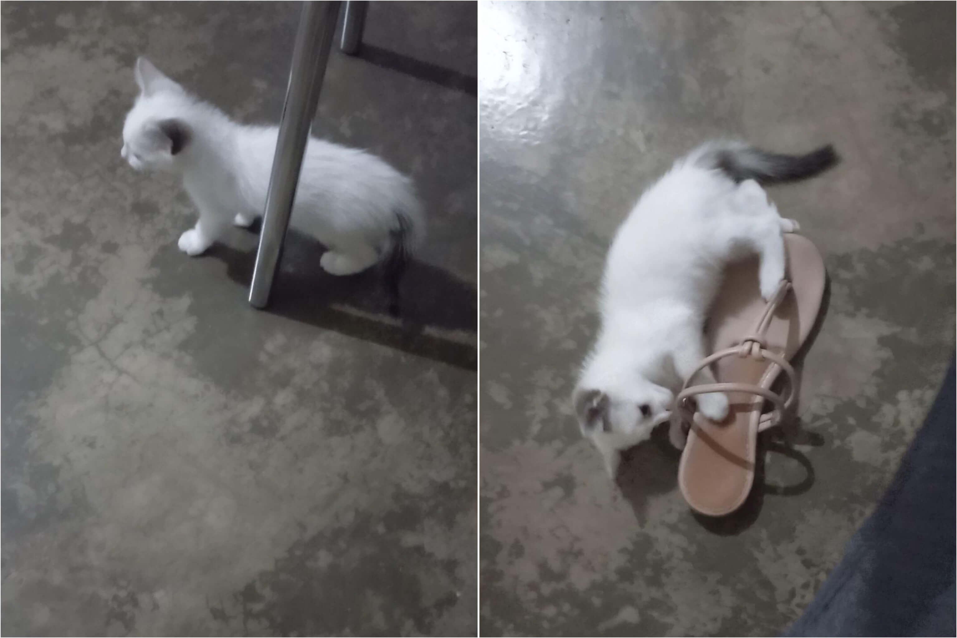 Jovem faz apelo ao Patosonline para encontrar gata que está desaparecida desde a noite deste sábado (30) em Patos. Veja