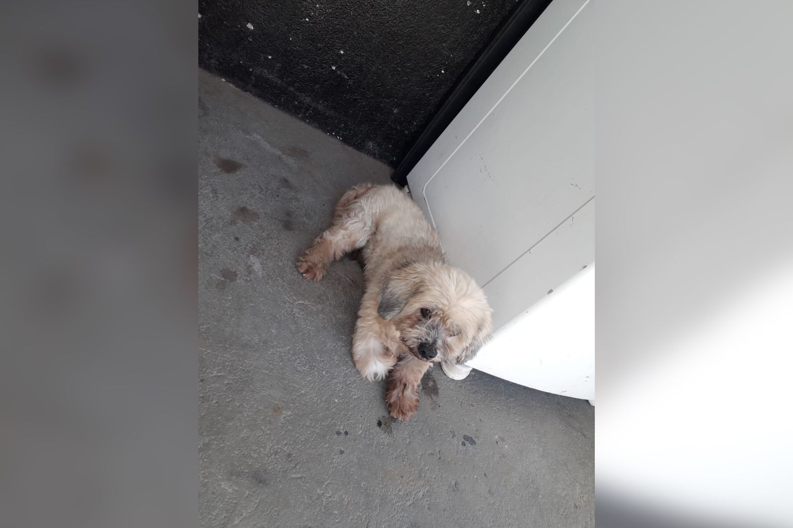 Internauta encontra cachorro perdido próximo ao Hotel JK, em Patos, e tenta localizar dono