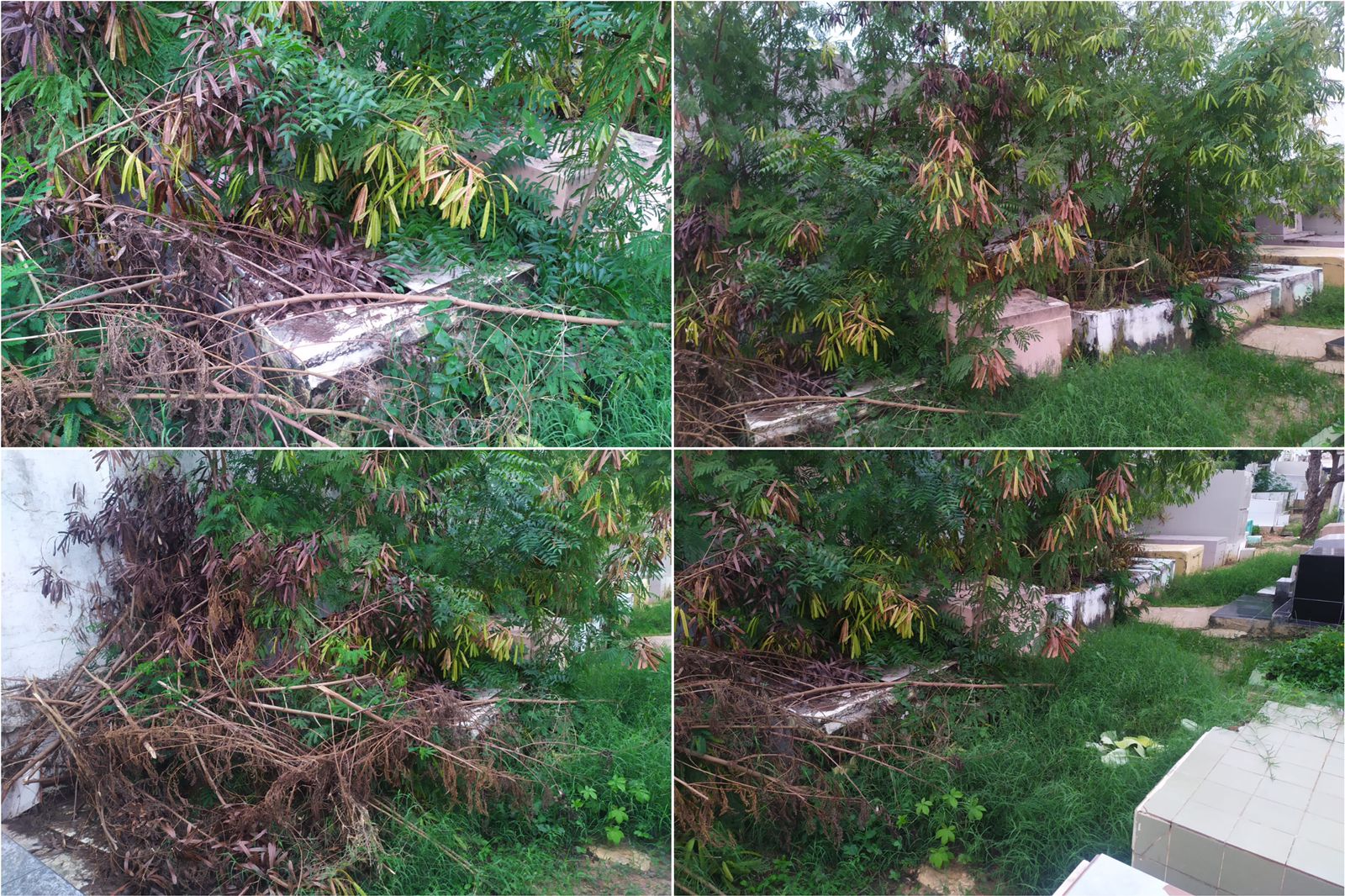 Cidadão cobra empenho da Prefeitura para limpar cemitério no bairro Monte Castelo. Secretário de serviços públicos esclarece. Ouça