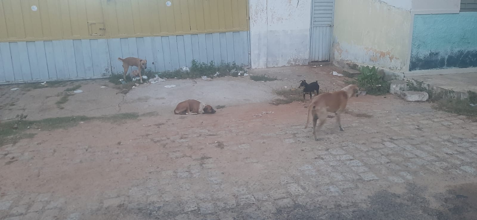 “Foge da nossa condição de ajudar; muito complicado”, diz moradora sobre grande quantidade de cães em sua rua