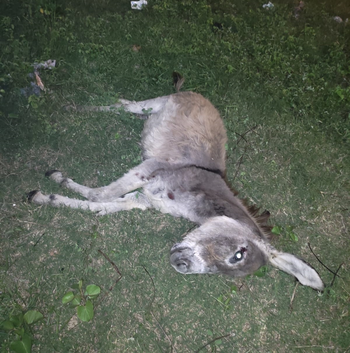 Animal na pista: casal fica ferido após colidir com moto em jumento nas proximidades da UPA do Bivar, em Patos