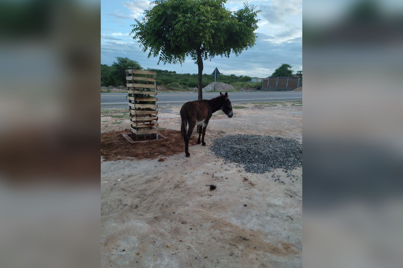 Moradora diz que carroceiros soltam animais à noite e pede ajuda para solucionar acidentes na BR-361, em Patos