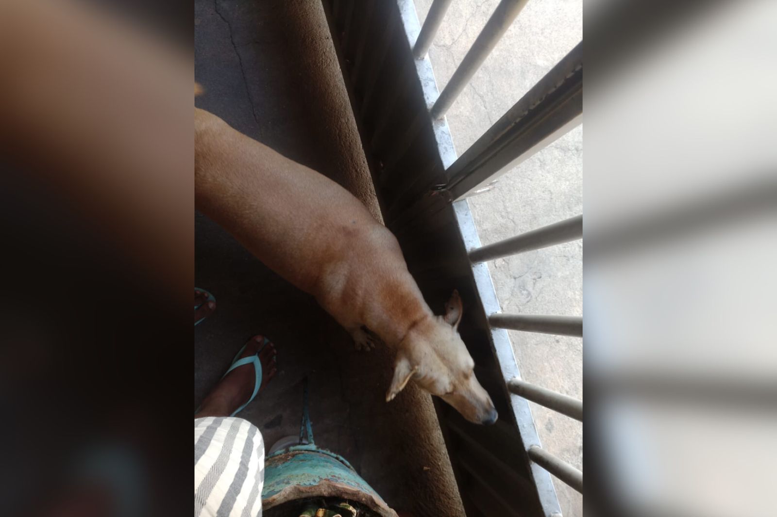 Cidadão pede ajuda para reencontrar cadela que pulou de carro próximo ao canil municipal, em Patos