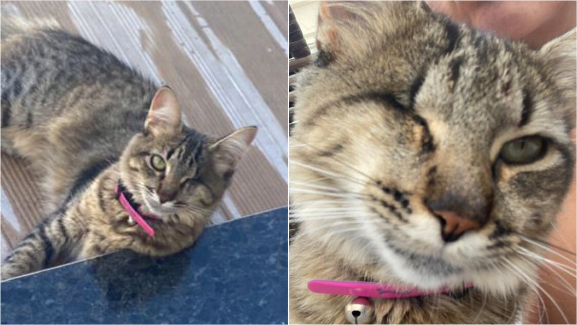 Jovem pede ajuda para reencontrar gatinho desaparecido: “Ele fugiu quando abrimos a garagem”