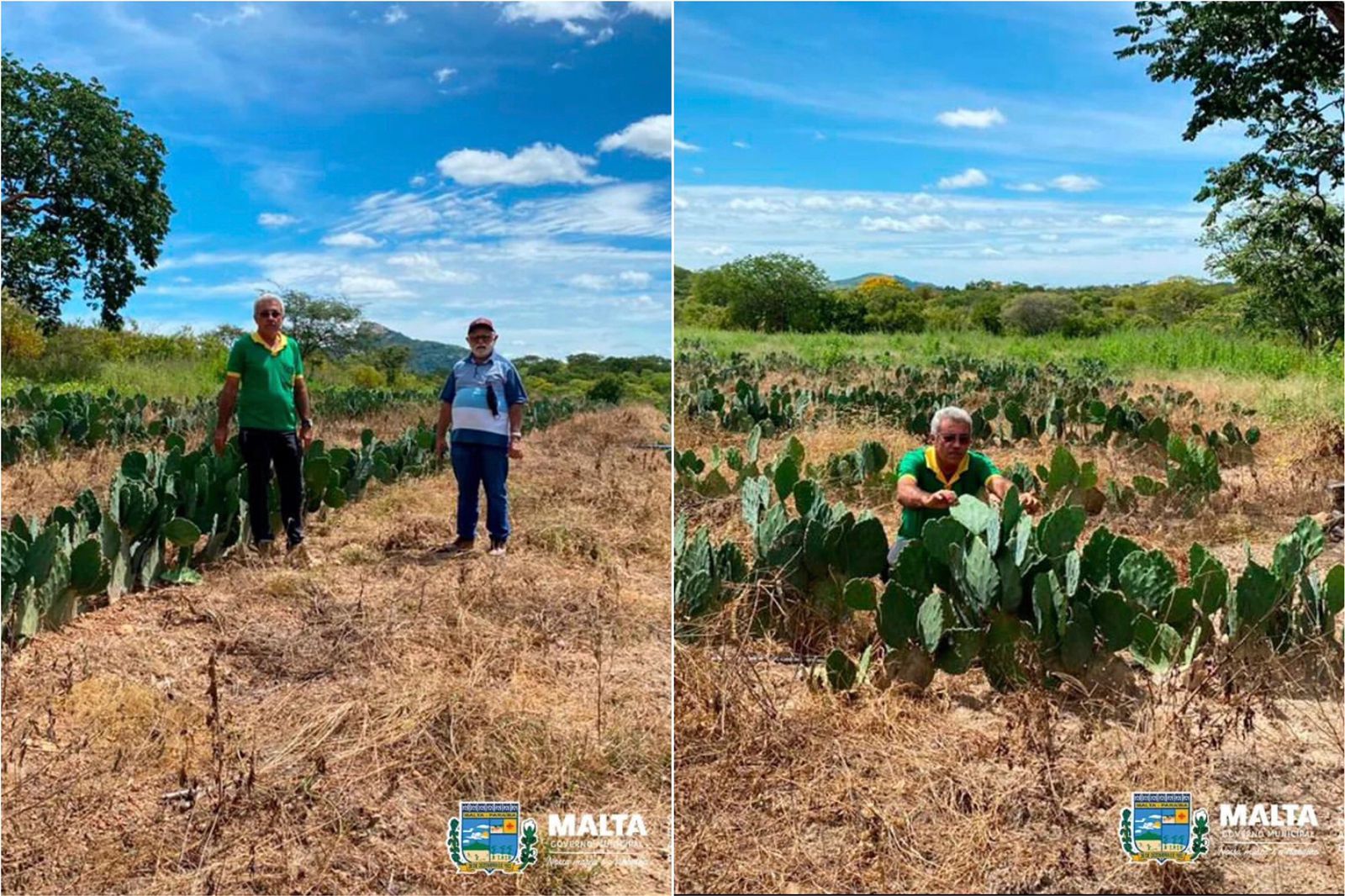 Secretário Municipal de Agricultura de Malta faz visita técnica a plantio de palma forrageira na zona rural do município 