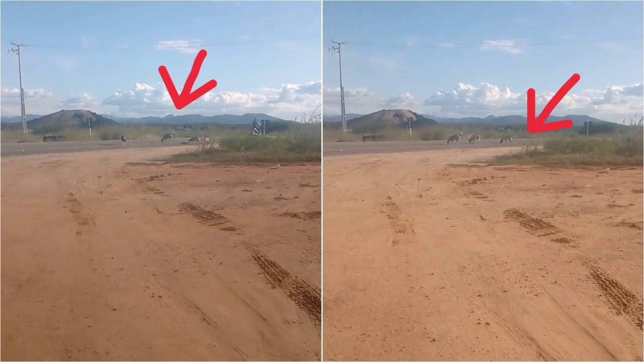 Internauta faz registro de vários cães às margens da BR-361, em frente ao Conjunto Itatiunga, que estão provocando acidentes, e cobra providências das autoridades
