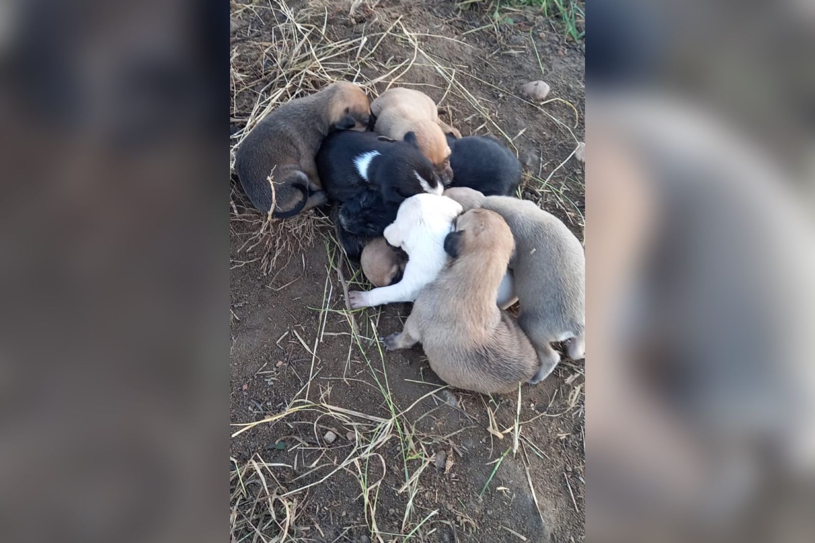 Internauta faz apelo para autoridades recolherem filhotes de cães abandonados próximo ao Rodoshopping de Patos