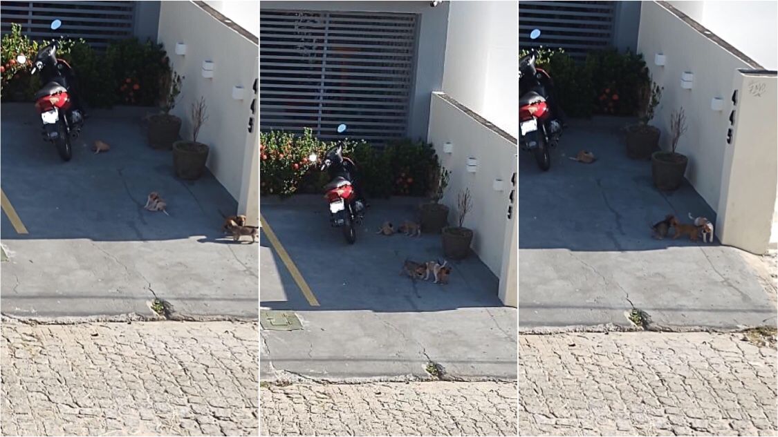 Internauta faz apelo para que ONG's ou autoridades recolham filhotes de cães que estão abandonados ao lado do Fórum Eleitoral, em Patos