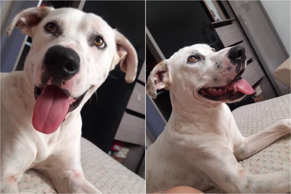 Jovem procura cachorro de estimação que está desaparecido desde esta quarta-feira (18), em Patos, e faz apelo para quem souber de alguma informação