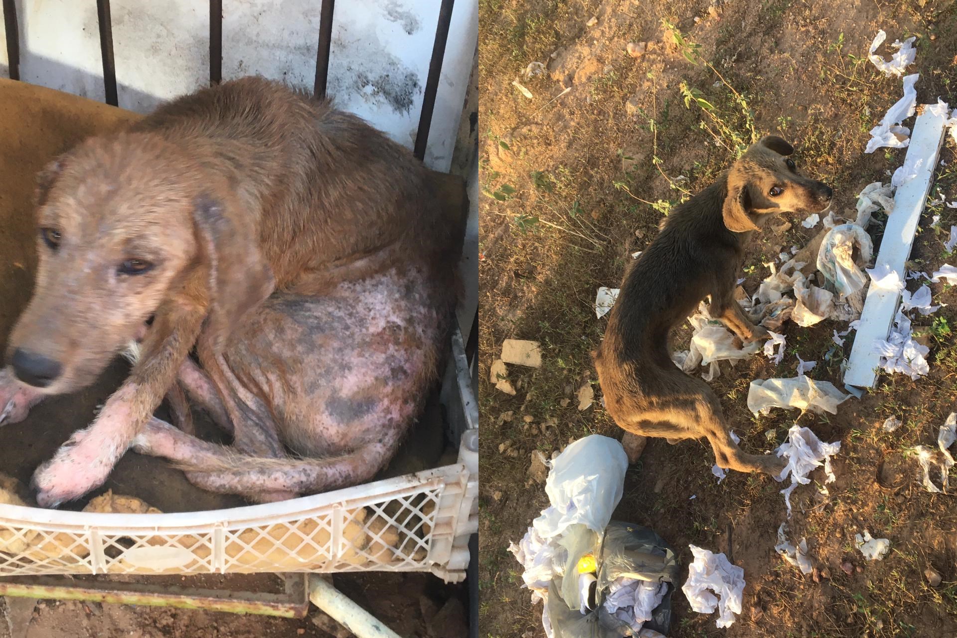 Cuidadora de animais pede ajuda para socorrer cães que estão doentes e passando fome na Vila Teimosa