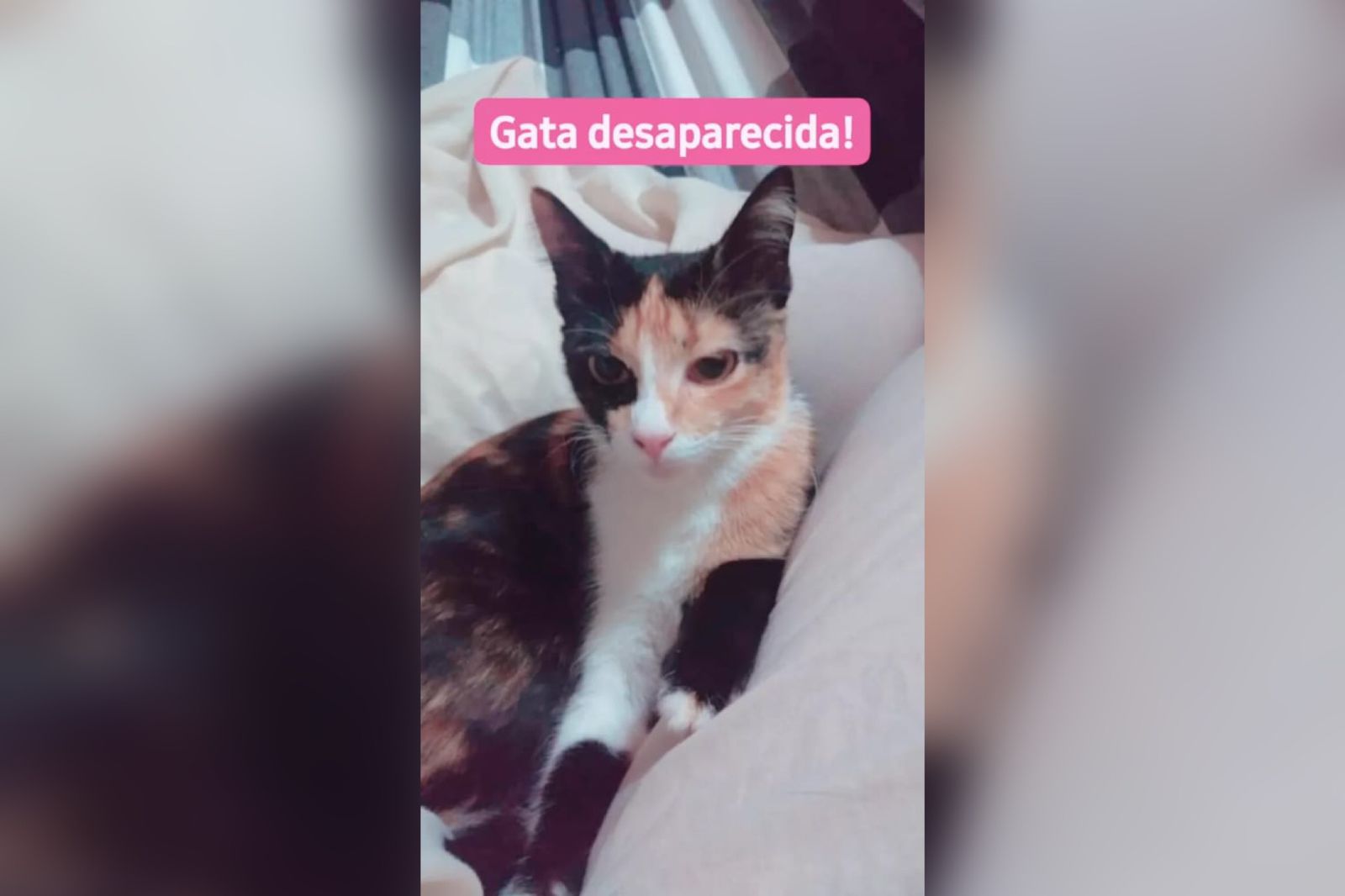 Moradora do Noé Trajano faz apelo pra quem encontrar sua gatinha de estimação que está desaparecida desde quarta-feira (18)