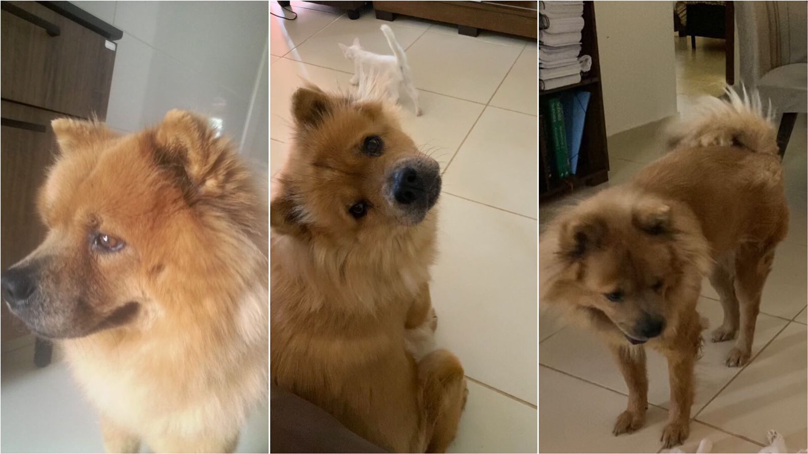 Mulher faz apelo para encontrar cadela de estimação que está desaparecida desde o início da manhã desta quinta-feira (26), em Patos