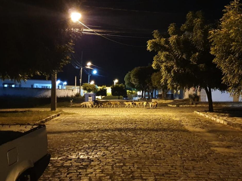 Cães errantes: sofrimento animal e população sob risco