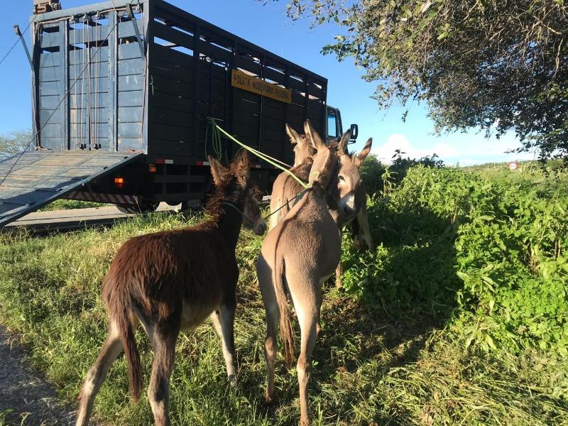 Prefeitura de Patos dispõe de equipe em carro boiadeiro para recolhimento de animais de grande porte