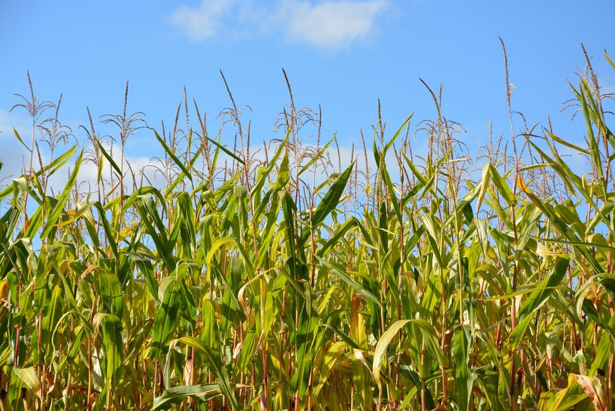 Em Patos: representante do Conselho Municipal de Desenvolvimento Rural Sustentável avalia como positiva a produção na Zona Rural