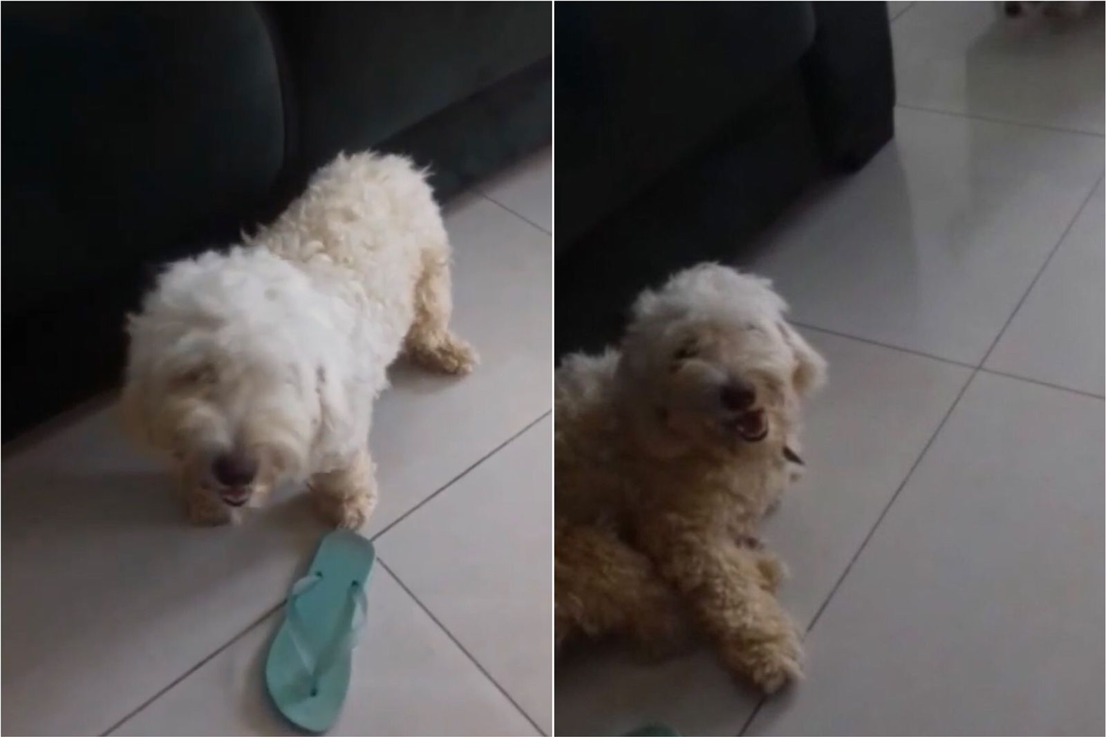 Jovem procura cachorro de estimação que está desaparecido desde esta segunda-feira (30), em Patos, e faz apelo para quem souber de alguma informação