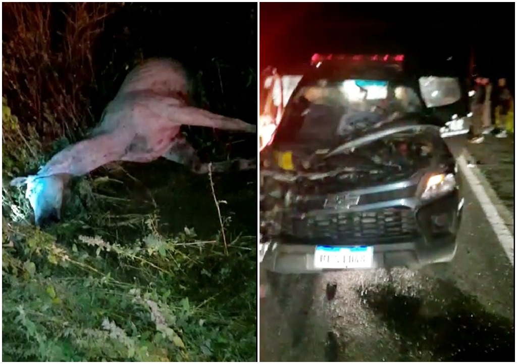 Viatura da PM se choca com animal na pista nas proximidades de Patos. Policial fica ferido