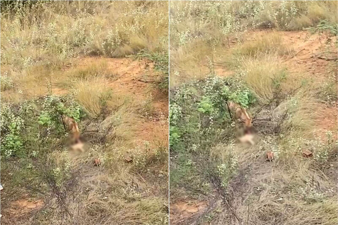 Morador do Luar de Carmen Leda, flagra cão de rua comendo gato e cobra providências do poder público, que responde;