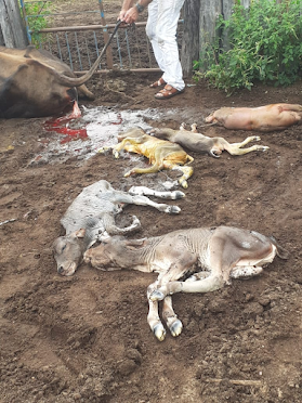 Vaca dá cria de seis bezerros na zona rural de São Mamede, região de Patos-PB. Veja o vídeo