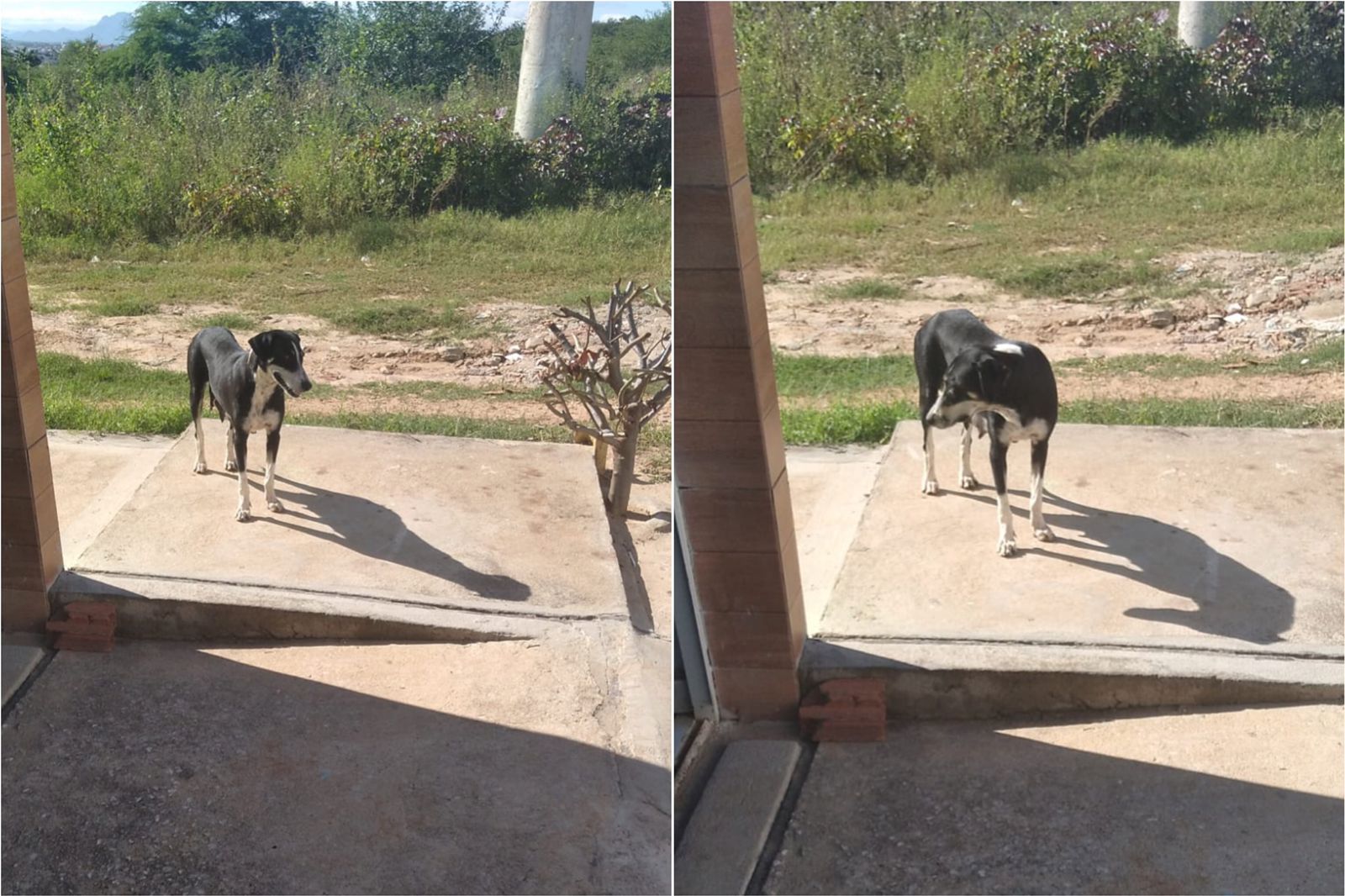 Internautas denunciam que cadela de rua está mordendo moradores na Vila Mariana e cobram providências