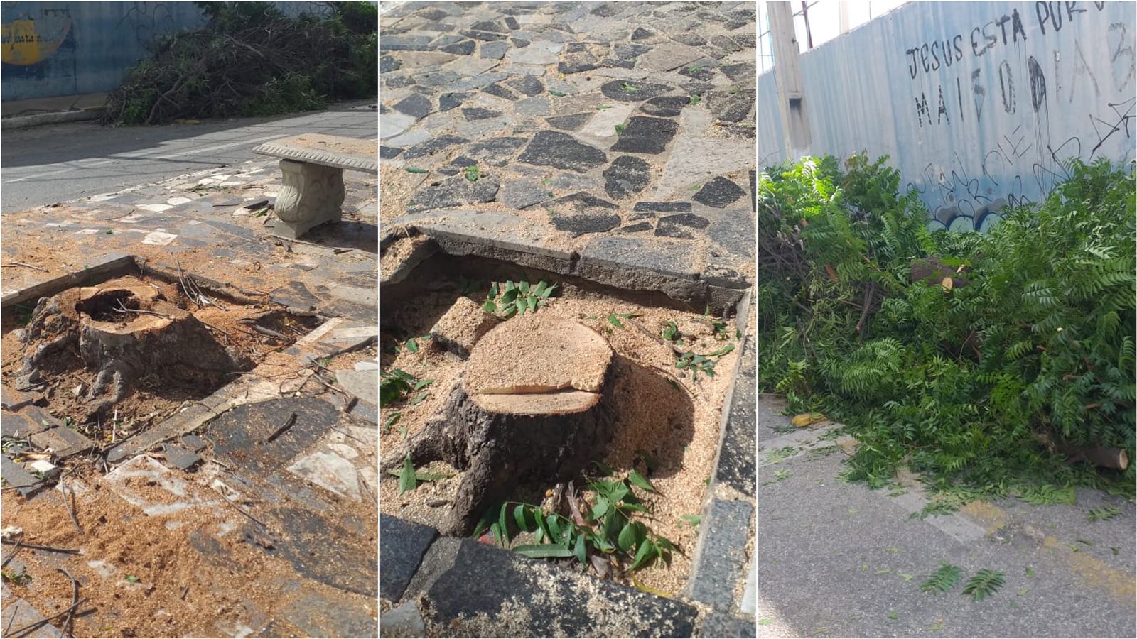 Internauta reclama de árvores cortadas ao tronco no Centro de Patos