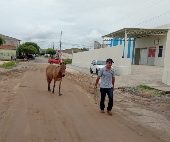 Secretaria de Agricultura de Patos intensifica apreensão de animais nos finais de semana