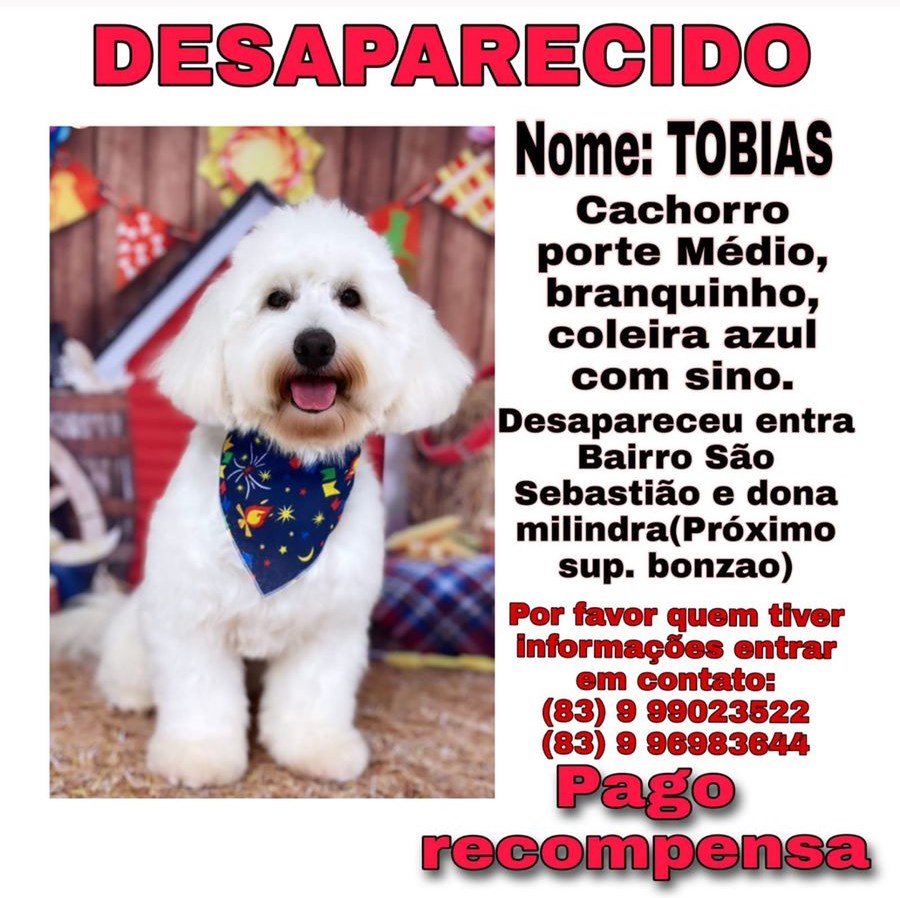 Cachorro da raça poodle está desaparecido e dona pede ajuda a população para encontrá-lo