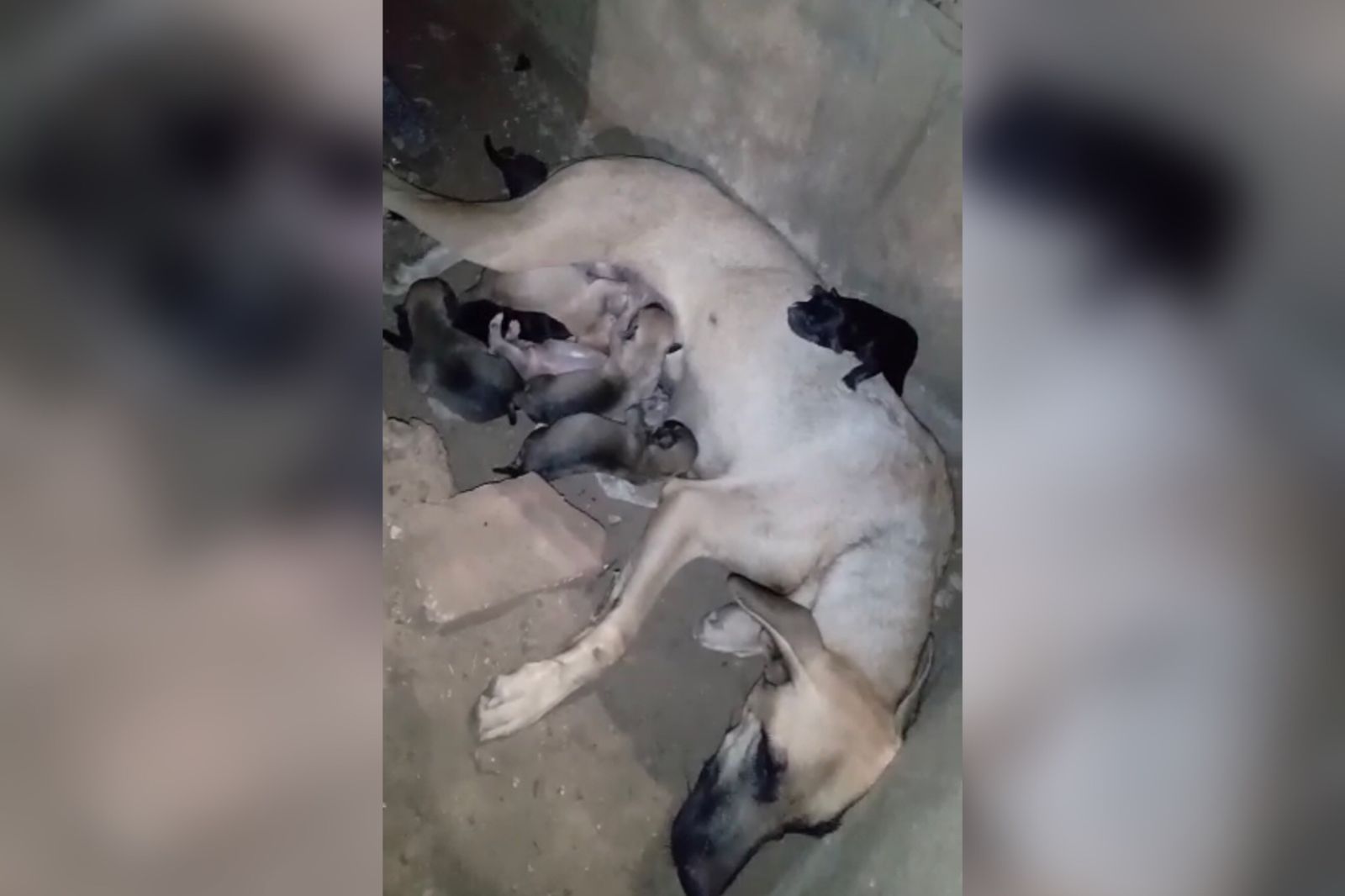 Internauta faz apelo para autoridades ou ONG's ajudarem cadela de rua que está debilitada e deu à luz a 10 filhotes na Praça do CEPA, em Patos. Vídeo