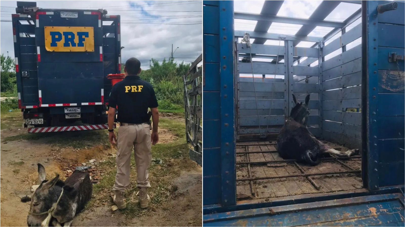 PRF recolhe jumento que foi atropelado e estava abandonado e sangrando às margens da BR-230, em Patos